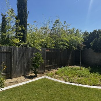 Hall Masonry - Picture of how my neighbors bamboo is growing in my yard, the main reason for the brick wall. - Masonry/Concrete Near Me Hall Masonry - Picture of how my neighbors bamboo is growing in my yard, the main reason for the brick wall. - Masonry/Concrete Near Me