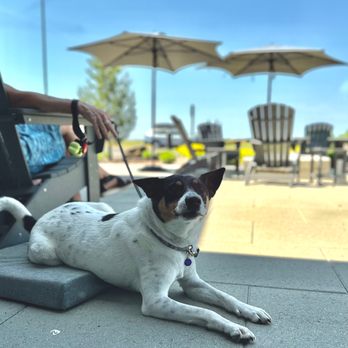 Caprio Cellars - On the patio with our pup - Wineries Near Me - Walla Walla, Washington