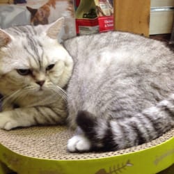 喵犬号 - Store's cat