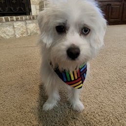 Cooper after grooming.
