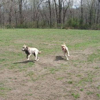 Freedom Barks Dog Park - Seamus is on the right with his buddy Atreyu on the left! - Dog Parks Near Me - Medford, New Jersey