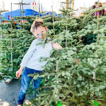 ABC Tree Farms LLC - Christmas Trees Near Me - San Francisco, California