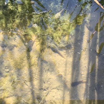 Botanic Garden - Tadpoles - Botanical Gardens Near Me - Statesboro, Georgia