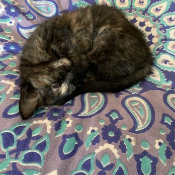 Cat & Craft - My fav lil one! So cute and friendly! - Coffee & Tea Near Me - Vista, California Cat & Craft - My fav lil one! So cute and friendly! - Coffee & Tea Near Me - Vista, California