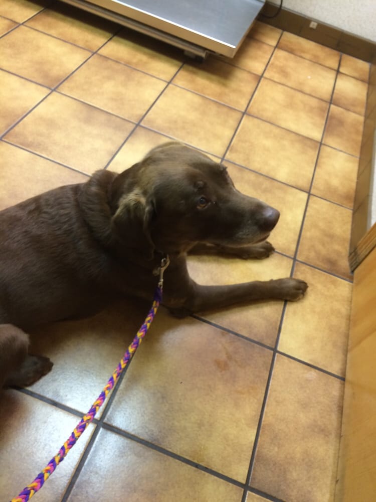 SMALL ANIMAL VETERINARY ASSOCIATES PA Updated August 2024 12 Reviews 1273 Church Rd, Toms