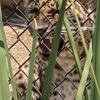 Monterey Zoo - Spotted leopard. - Zoos Near Me - Salinas, California Monterey Zoo - Spotted leopard. - Zoos Near Me - Salinas, California