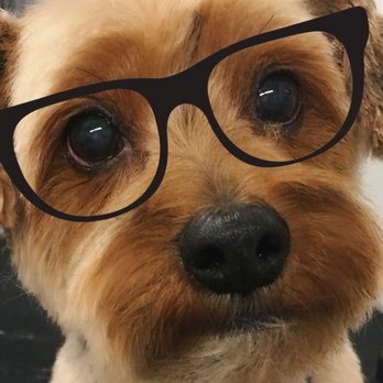 Serene Pets Spa - PhD in wiggling - Pet Groomers Near Me