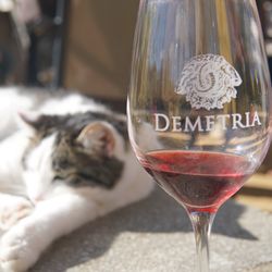 805 Wine Tours - There are a lot of friendly cats at Demetria! Excellent wine!