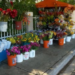 Maria's Sidewalk Flowers - Exotic, Spring, Tropical and Elegant flowers...all at Maria's Sidewalk Flower's.
