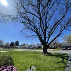 D & L Tree Service - Limb removed and everything cleaned up.