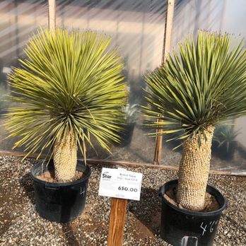 Star Nursery - Bird Beak Yucca - Nurseries & Gardening Near Me - Washington, Utah