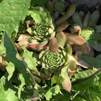 Trapp Family Lodge - Succulents in the rocks - Hotels Near Me - Stowe, Vermont