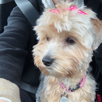 Pinole Paws Pet Grooming - Pet Groomers Near Me - Pinole, California Pinole Paws Pet Grooming - Pet Groomers Near Me - Pinole, California