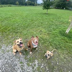 Ithaca Dog Park