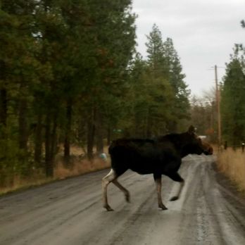 Pineacres Mobile Home Park - This is a moose we saw. No male moose unfortunately and as long as you steer clear of the baby then you won't have any issues with them. - Mobile Home Parks Near Me - Cheney, Washington Pineacres Mobile Home Park - This is a moose we saw. No male moose unfortunately and as long as you steer clear of the baby then you won't have any issues with them. - Mobile Home Parks Near Me - Cheney, Washington