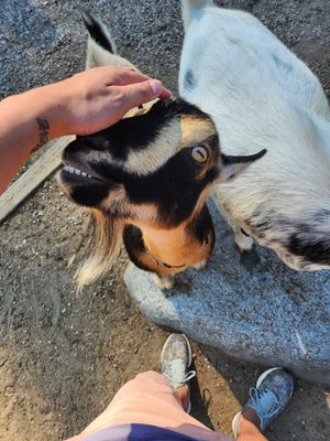 Maplewood Farm by null