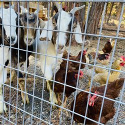 Trailer Lane Campground - Friendly goats and chickens