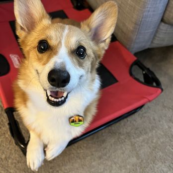 Ruff & Rumble - Pet Training Near Me Ruff & Rumble - Pet Training Near Me