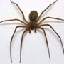 Photo of Antipest Termite & Pest Control