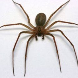 Antipest Termite & Pest Control - Brown Recluse spider