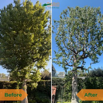 Dario Tree Trimming - Tree Services Near Me - Sylmar, California Dario Tree Trimming - Tree Services Near Me - Sylmar, California
