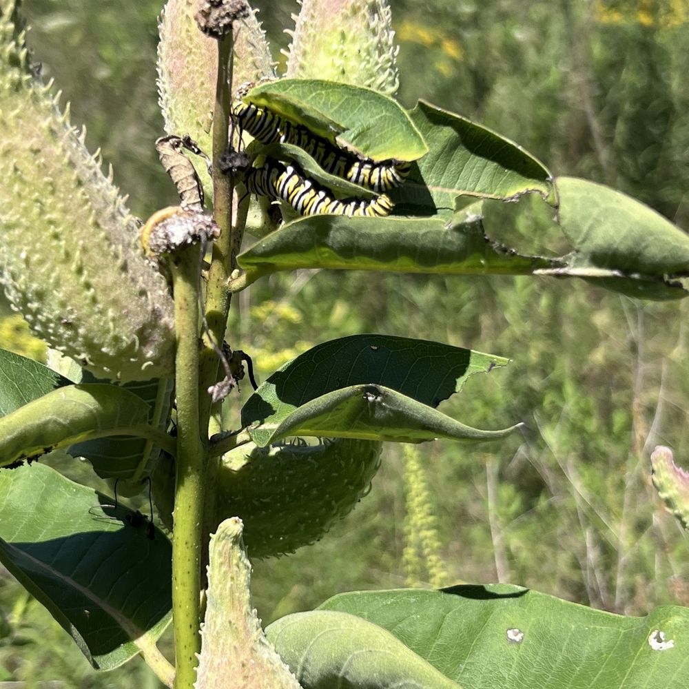 Helder Park - Caterpillar or two. - Parks Near Me - Zeeland, Michigan Helder Park - Caterpillar or two. - Parks Near Me - Zeeland, Michigan