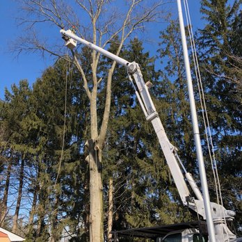 USAF Tree Service - Tree work - Tree Services Near Me USAF Tree Service - Tree work - Tree Services Near Me