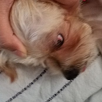 Milly's Dog Grooming - Red eye - Pet Groomers Near Me - San Diego, California
