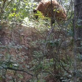 Lake Shasta Caverns - We saw a black bear cub! - Landmarks & Historical Buildings Near Me - Lakehead, California