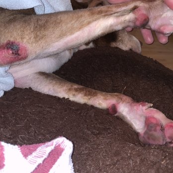 Sunrise Kennel - Front right leg & paws which are raw - Pet Sitting Near Me - Centerview, Missouri Sunrise Kennel - Front right leg & paws which are raw - Pet Sitting Near Me - Centerview, Missouri