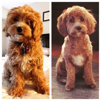 Just For Pause - Before and after on my puppy! - Holistic Animal Care Near Me - Lyndhurst, New Jersey Just For Pause - Before and after on my puppy! - Holistic Animal Care Near Me - Lyndhurst, New Jersey