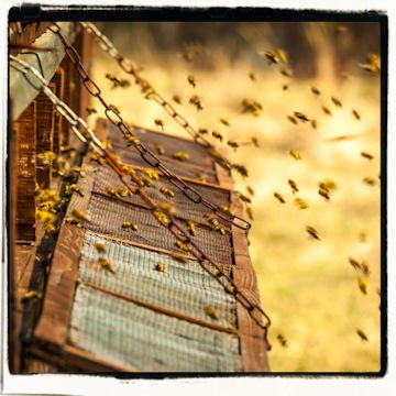 Bee Wilde Bee & Honey Farm - beekeeping in Montgomery, TX