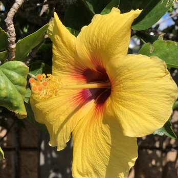 Aloha Aina Patriotism Park - Yellow hibiscus - Parks Near Me - Honolulu, Hawaii Aloha Aina Patriotism Park - Yellow hibiscus - Parks Near Me - Honolulu, Hawaii