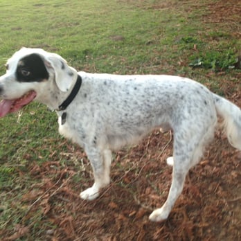 Vinewood Park - Dog Parks Near Me - Lodi, California