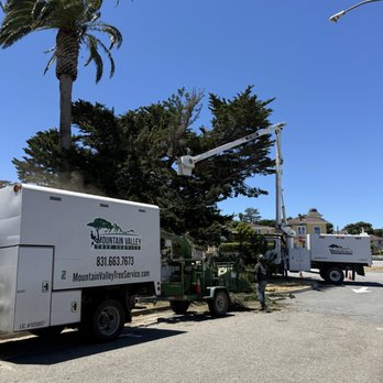 Mountain Valley Tree Service - Trimming a palm tree and cypress in Pacific Grove - Tree Services Near Me Mountain Valley Tree Service - Trimming a palm tree and cypress in Pacific Grove - Tree Services Near Me