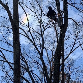 EastLake Tree Services - Really cool lighting behind as he took our dearly departed tree. - Tree Services Near Me - Atlanta, Georgia