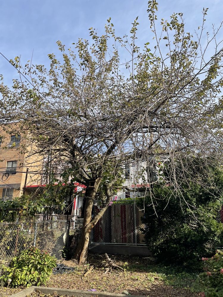 Evergreen Tree Specalists - tree service in Brooklyn, NY