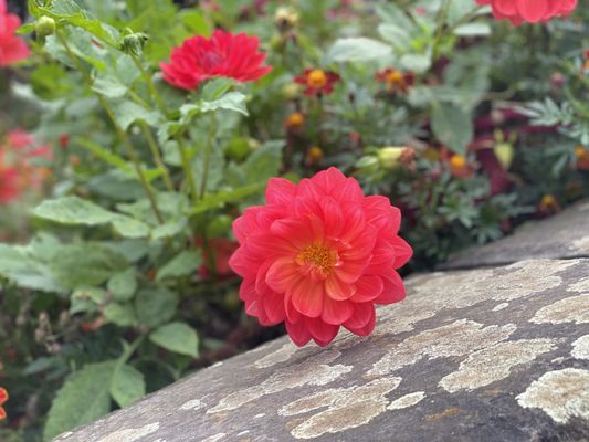 Schloss Benrath by null