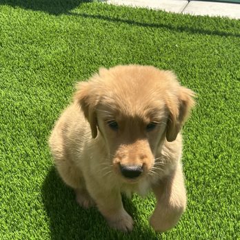 Big Bully Turf - Golden retriever - Artificial Turf Near Me - San Diego, California