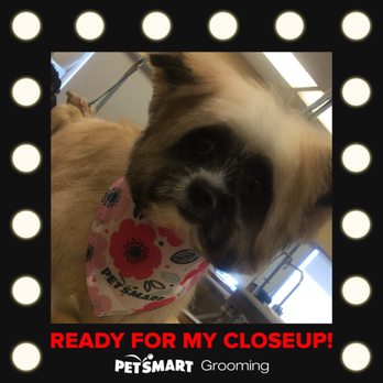 PetSmart - Pet Training Near Me - Miami, Florida PetSmart - Pet Training Near Me - Miami, Florida