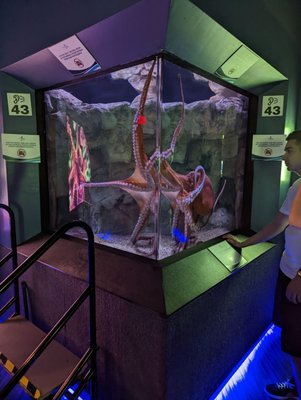 OdySea Aquarium by null