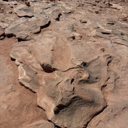 Dinosaur Tracks