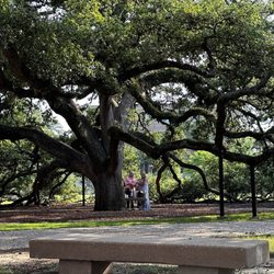 The Century Tree - Beautiful tree