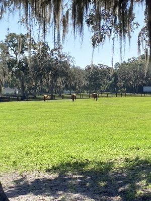 Farm Tours of Ocala by null