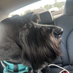 Animal Medical Center Of Danville - Choppy eyebrows and beard.