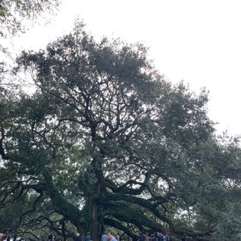Angel Oak - Parks Near Me - Johns Island, South Carolina