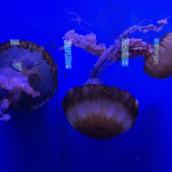 Oklahoma Aquarium - Aquariums Near Me - Jenks, Oklahoma
