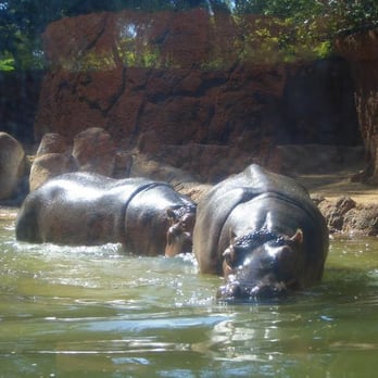 Honolulu Zoo - Zoos Near Me - Honolulu, Hawaii