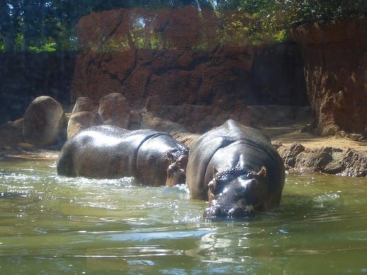 Honolulu Zoo by null