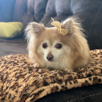 Couture Pawz - Queen - Pet Groomers Near Me - Mesa, Arizona